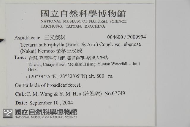 紫柄三叉蕨藏品圖，第2張