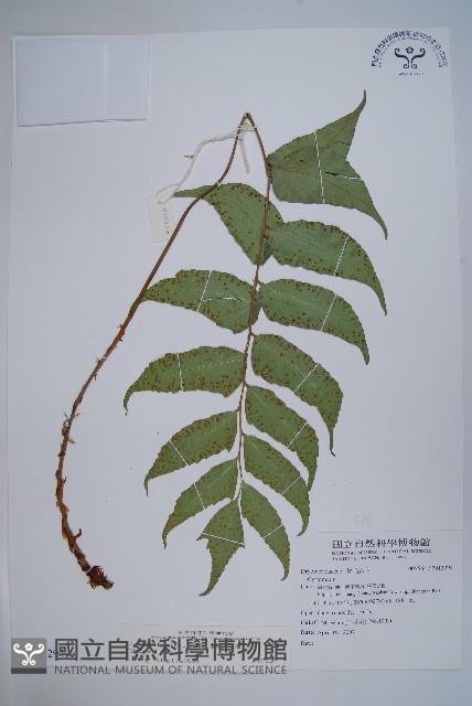 全緣貫眾蕨藏品圖，第1張