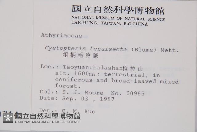 粗柄毛冷蕨藏品圖，第2張