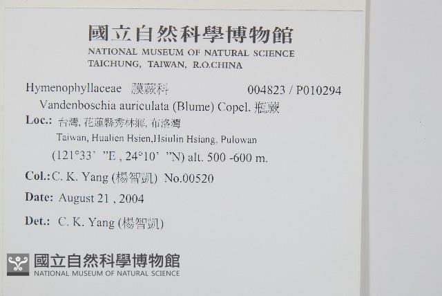 瓶蕨藏品圖，第2張