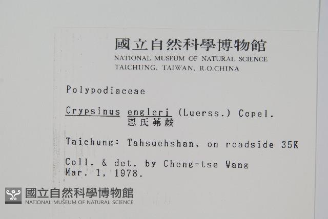 恩氏茀蕨藏品圖，第2張