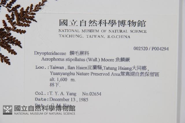 魚鱗蕨藏品圖，第2張