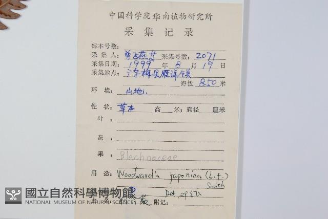 日本狗脊蕨藏品圖，第2張