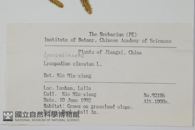 石松藏品圖，第2張