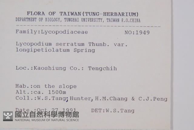 長柄千層塔藏品圖，第2張