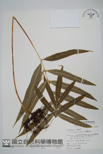 大線蕨藏品圖，第1張