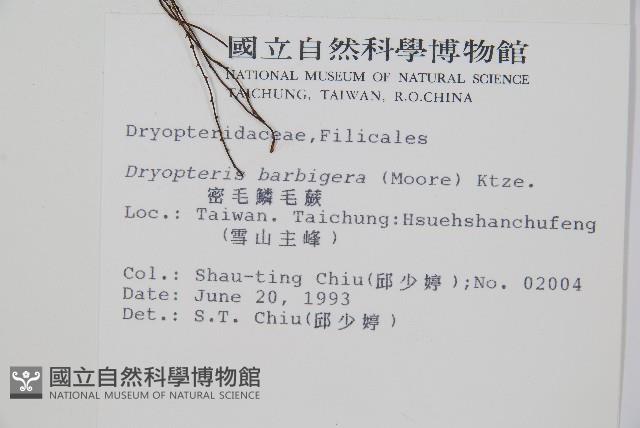 密毛鱗毛蕨藏品圖，第2張