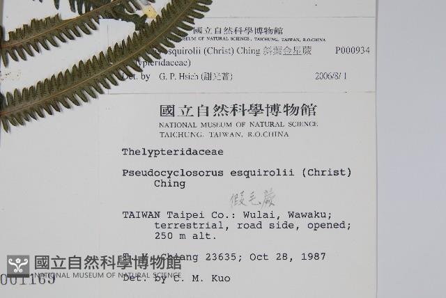 斜葉金星蕨藏品圖，第2張