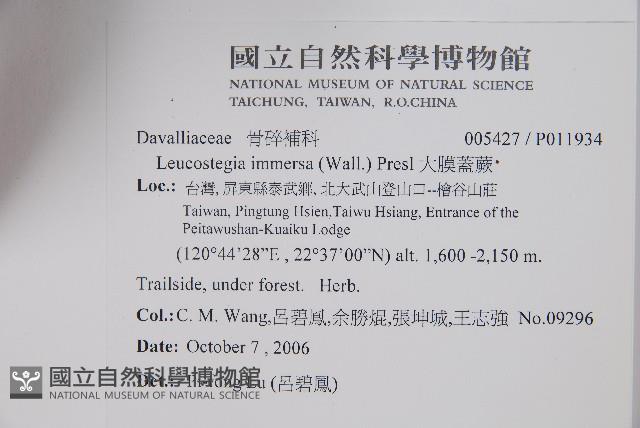 大膜蓋蕨藏品圖，第2張