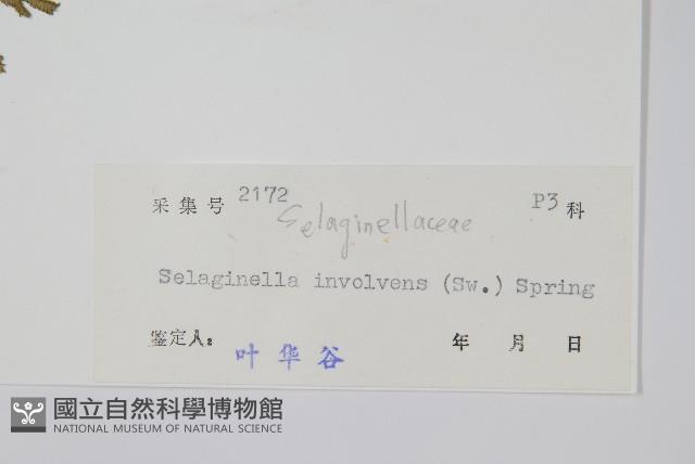 密葉卷柏藏品圖，第2張