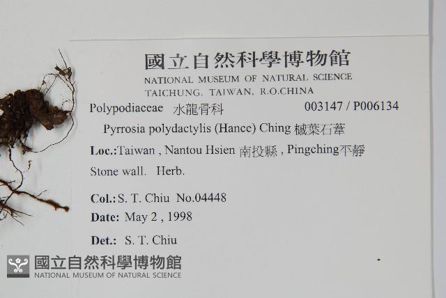 槭葉石葦藏品圖，第2張