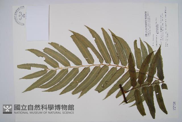 觀音座蓮藏品圖，第1張