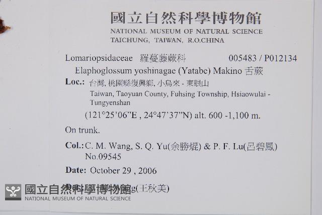 舌蕨藏品圖，第2張