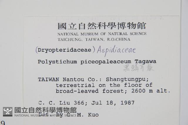 黑鱗耳蕨藏品圖，第2張