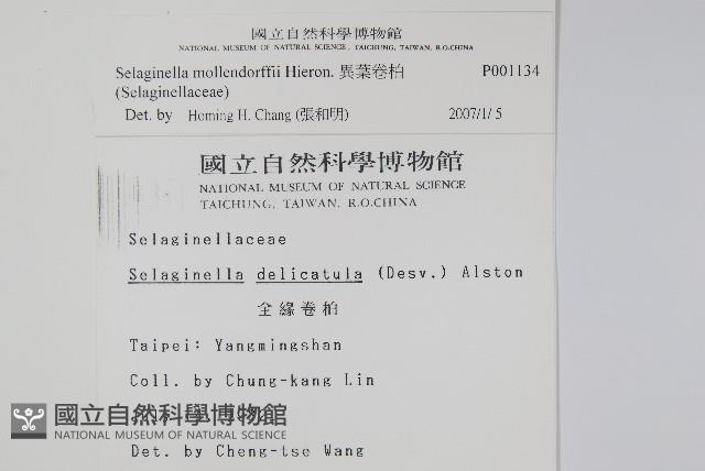 異葉卷柏藏品圖，第2張