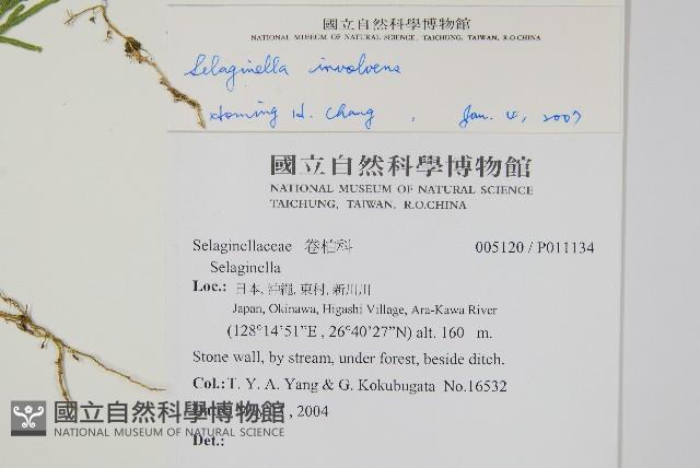 密葉卷柏藏品圖，第2張