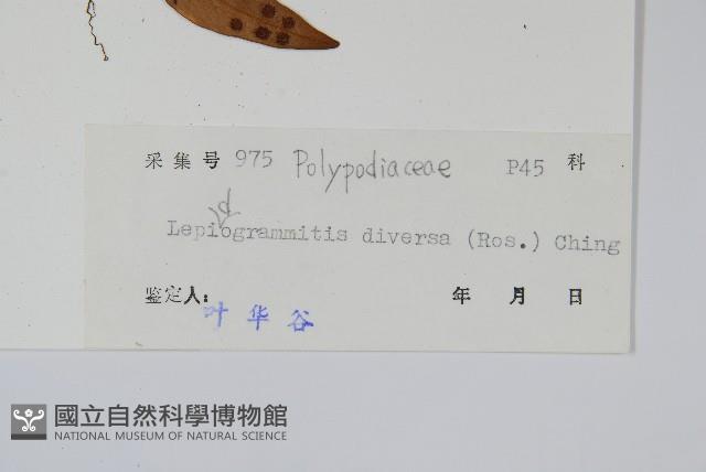 披針骨牌蕨藏品圖，第2張