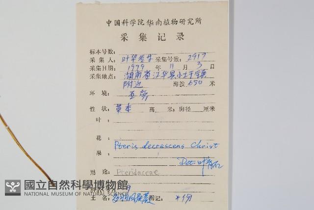 多羽鳳尾蕨藏品圖，第2張