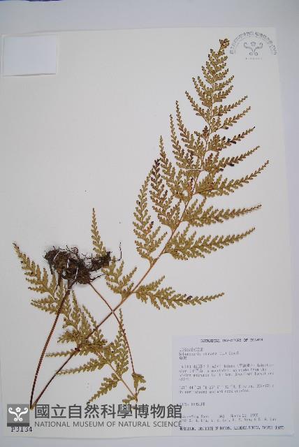 烏蕨藏品圖，第1張