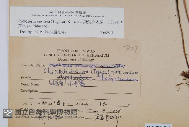 毛蕨藏品圖，第2張