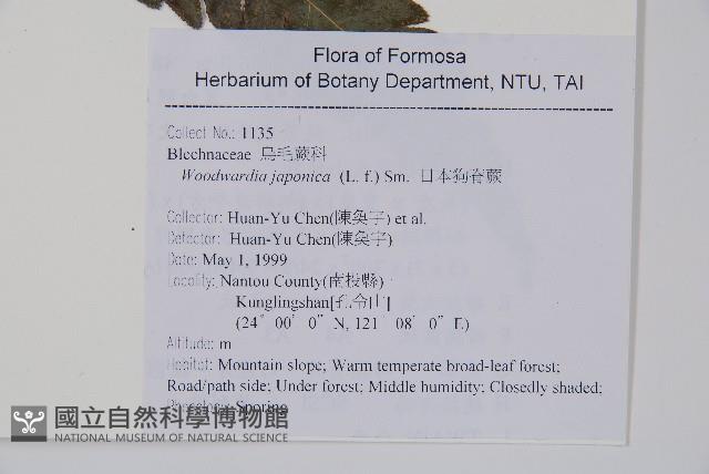 日本狗脊蕨藏品圖，第2張