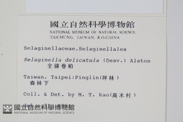 全緣卷柏藏品圖，第2張