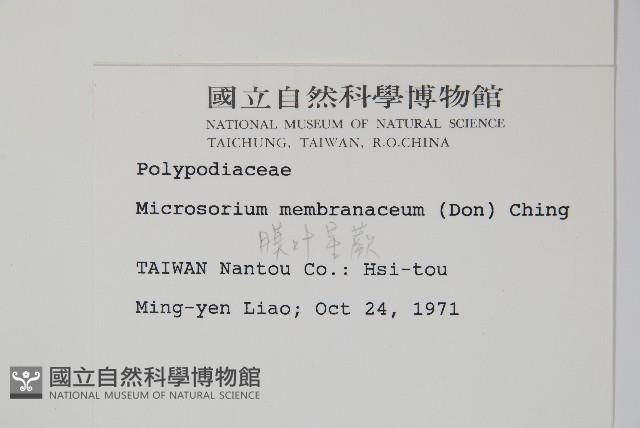 膜葉星蕨藏品圖，第2張