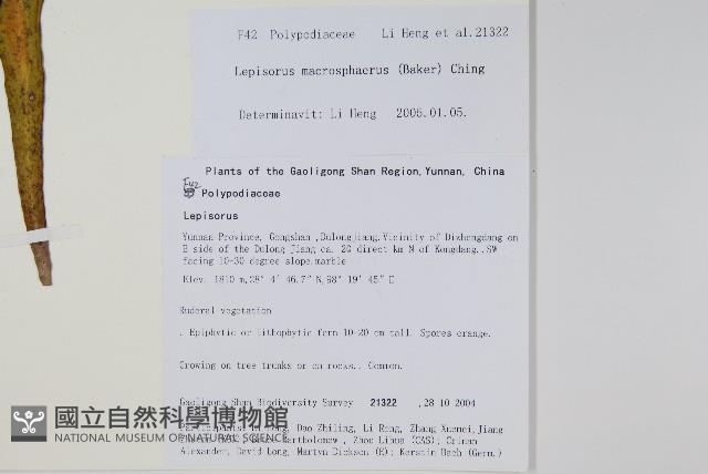 大瓦葦藏品圖，第2張