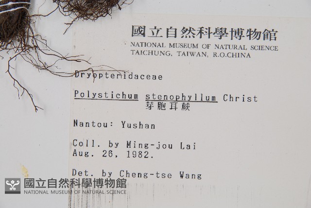 芽胞耳蕨、芽孢耳蕨藏品圖，第2張