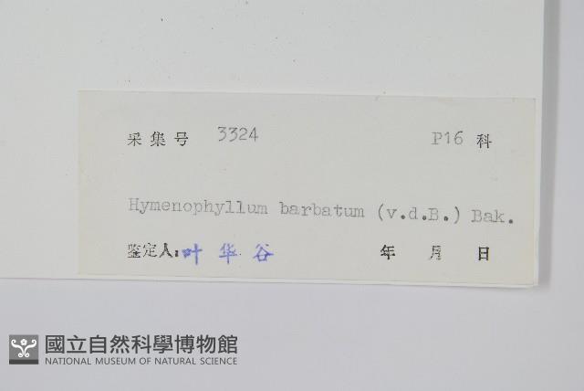 華東膜蕨藏品圖，第2張