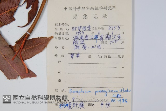披針新月蕨藏品圖，第2張