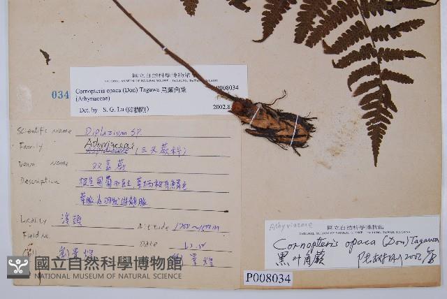 黑葉貞蕨藏品圖，第2張