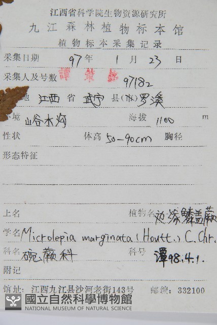 邊緣鱗蓋蕨藏品圖，第2張