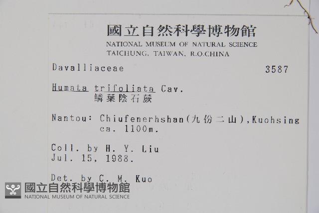 鱗葉陰石蕨藏品圖，第2張