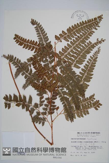 斜方複葉耳蕨藏品圖，第1張