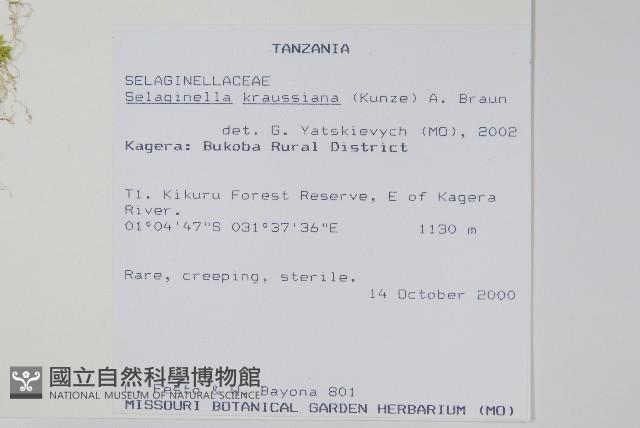 登錄號:P010034藏品圖，第2張