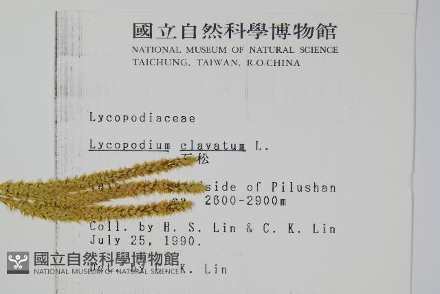 石松藏品圖，第2張