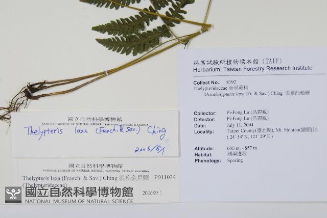 柔葉金星蕨藏品圖，第2張