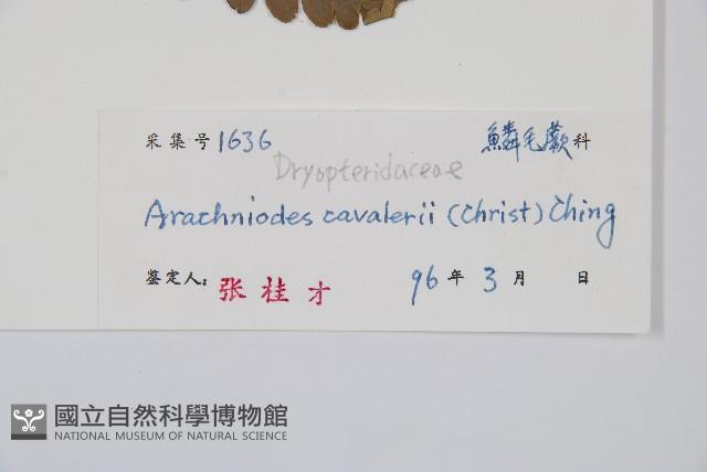 大片複葉耳蕨藏品圖，第2張