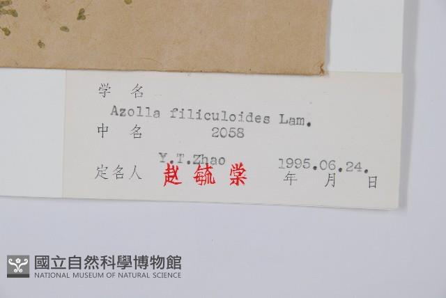 細葉滿江紅、紅萍滿江紅藏品圖，第2張