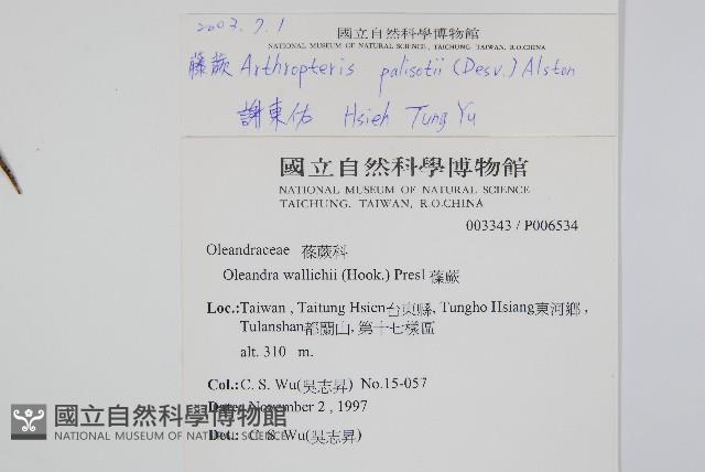 藤蕨藏品圖，第2張