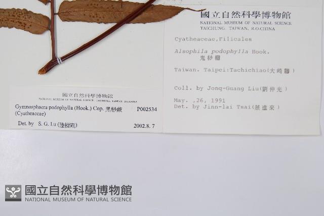黑桫蕨藏品圖，第2張