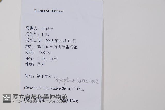 鐮羽貫眾藏品圖，第2張