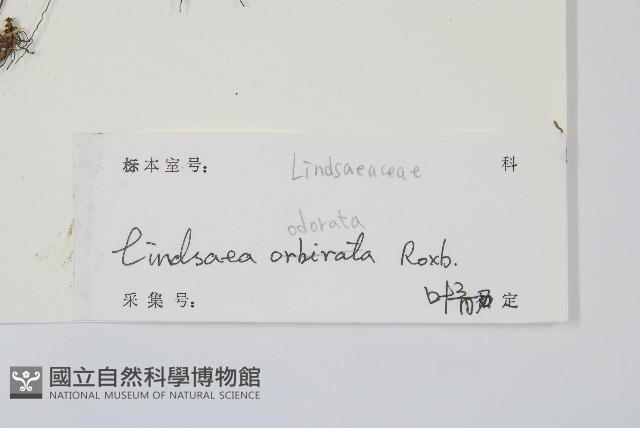 陵齒蕨、鱗始蕨藏品圖，第2張