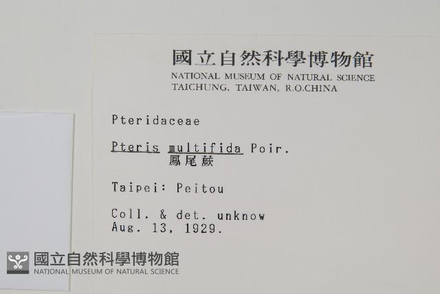 鳳尾蕨藏品圖，第2張