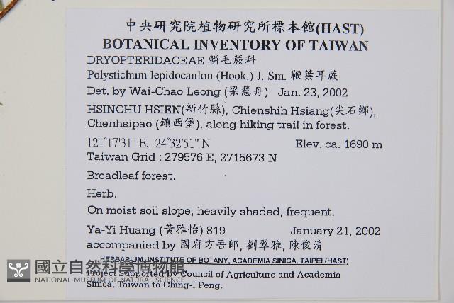 鞭葉耳蕨藏品圖，第2張