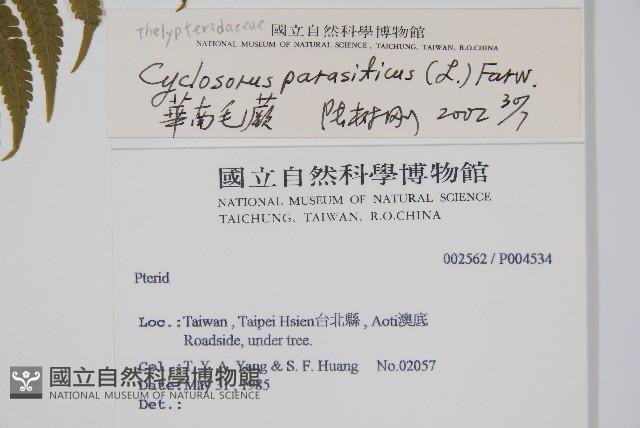 密毛毛蕨藏品圖，第2張