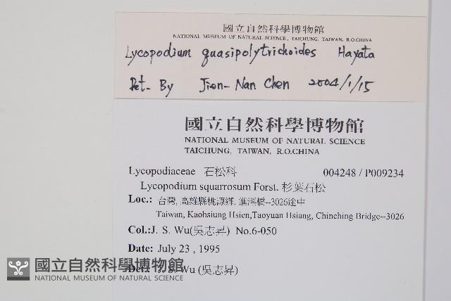 反捲葉石松藏品圖，第2張