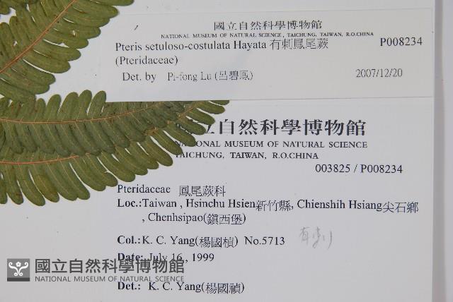 有刺鳳尾蕨藏品圖，第2張