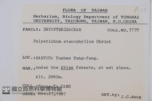 芽胞耳蕨、芽孢耳蕨藏品圖，第2張